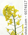 Rape blossoms 6074817