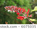 Coral stem 6075035