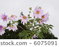 Emperor Dariya 6075091