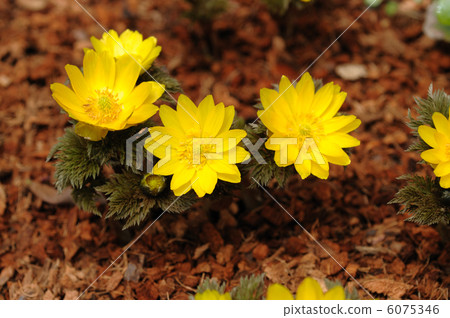 Flower of early spring 6075346