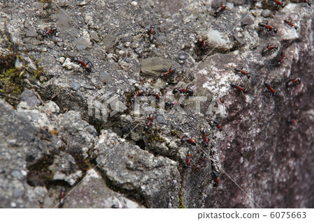 Muneokao Ari 6075663