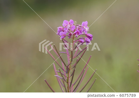 Yanagiran Yanagiran 6075789