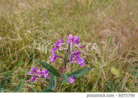 Yanagiran Yanagiran 6075790