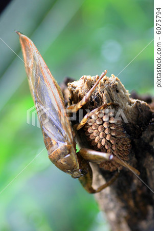 烏龜的蛋 6075794