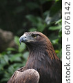 Eagle's eagle 6076142