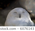 White Owl 6076143