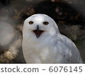 White Owl 6076145