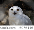 White Owl 6076146