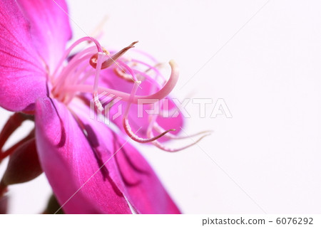 Wild peony in full bloom (white background) Wild peony in full bloom (white background) 6076292