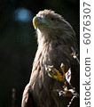 White-tailed eagle 6076307