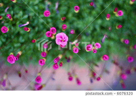 Pink flower bud (2) 6076320