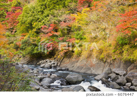 Autumn leaves in the valley 6076447