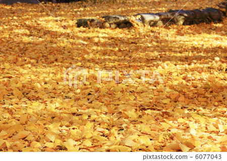 Carpet of fallen leaves 6077043