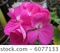 Geranium 6077133