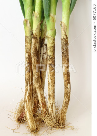Mud with spring onion 6077160