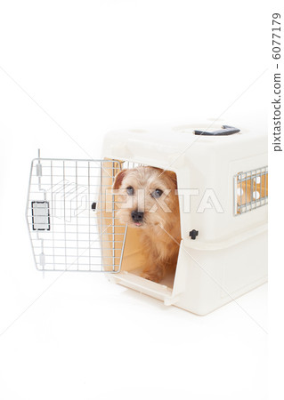 Norfolk Terrier 6077179