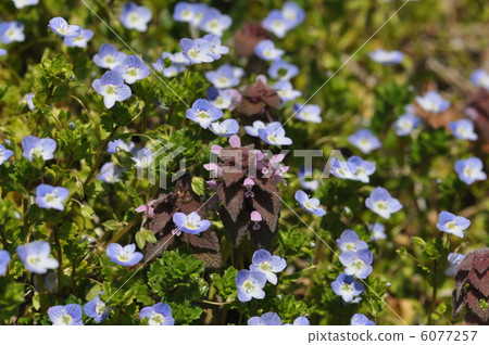 Hime Odoriko and the eyes of the star 6077257