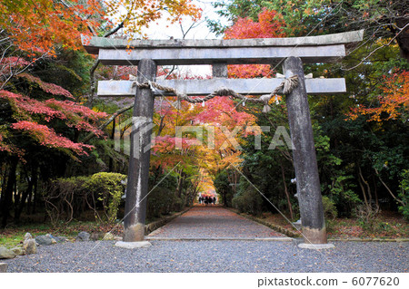 Torii of Ohgara Shrine Torii of Ohgara Shrine 6077620