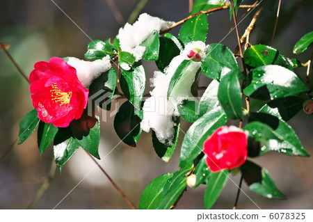 雪山茶花 6078325