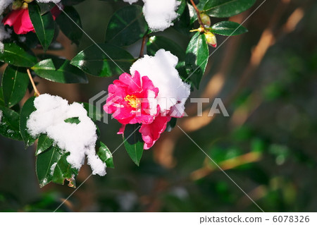 Snow camellia 6078326