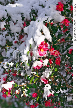 Snow camellia 6078327
