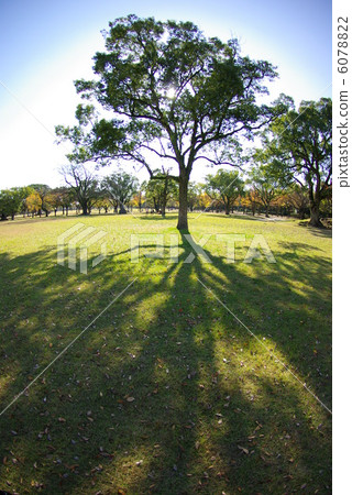 Ninomaru公園熊本城堡Ippo樹 6078822