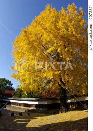 熊本城堡Hosokawa Imperial House的大銀杏 6078824