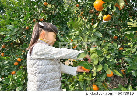 狩獵橘子的女孩 6078919