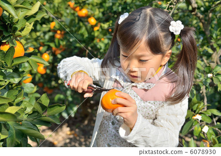 Girls hunting tangerines 6078930