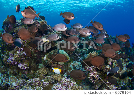 Flock of Thompson Butterfly Fish 6079104
