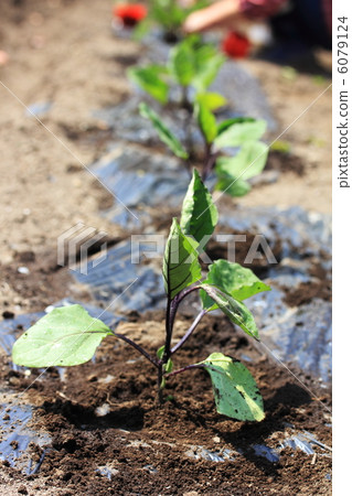 Seedlings 6079124