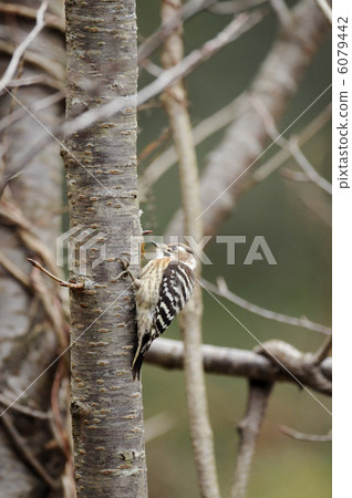 Kogera Kogera 6079442