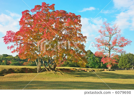 中國烏桕 6079698