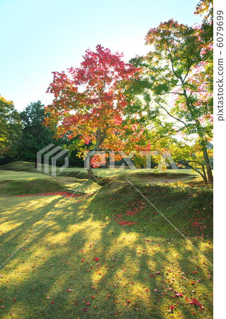 中國烏桕 6079699