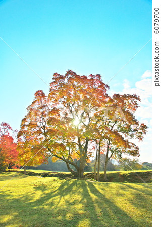 中國烏桕 6079700