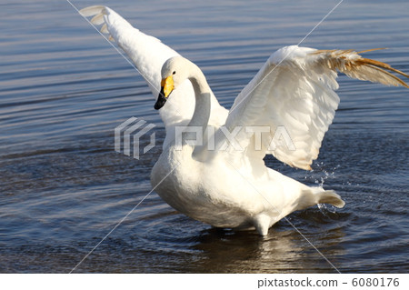 大天鵝 6080176