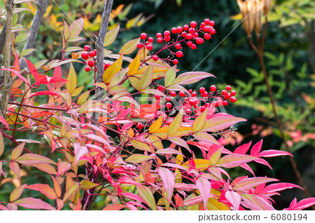 Southern autumn colors Southern autumn colors 6080194