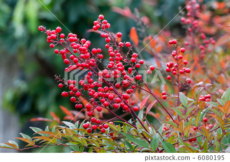 Southern autumn colors 6080195
