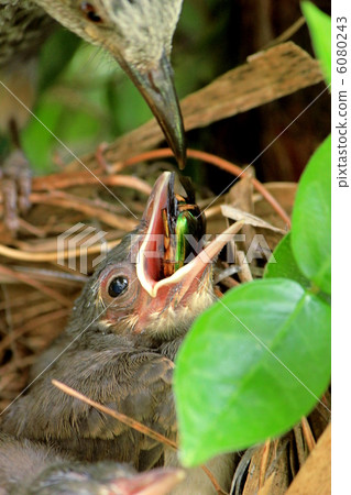 Feeding of chicks 6080243