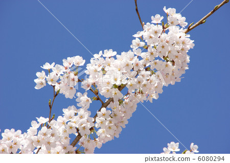 Yoshino cherry tree under the blue sky 6080294