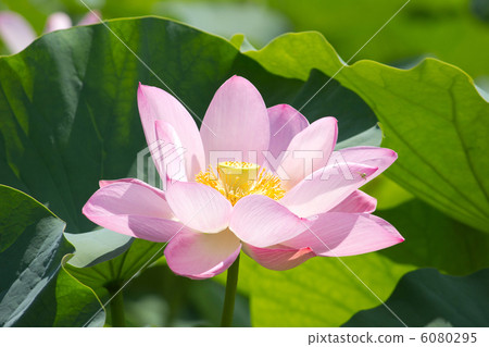 Up lotus flowers 6080295