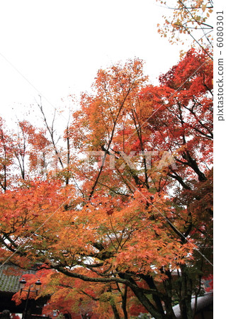 修善寺的秋葉 6080301