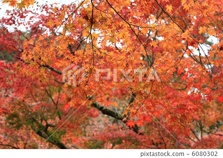 修善寺的秋葉 6080302