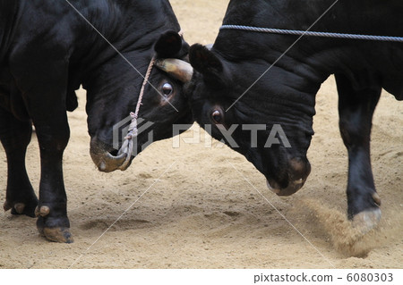 島根衝島的島牛肉① 6080303