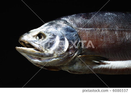 Salami salmon salmon Salami salmon salmon 6080337