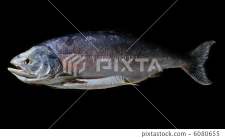 Salami salmon salmon Salami salmon salmon 6080655
