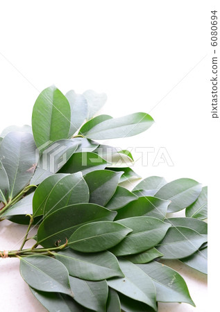 榊樹 榊樹 6080694