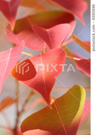 Autumn leaves of Chinese tallow Autumn leaves of Chinese tallow 6080896