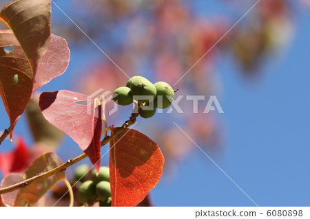 Nankinhase的果實 6080898