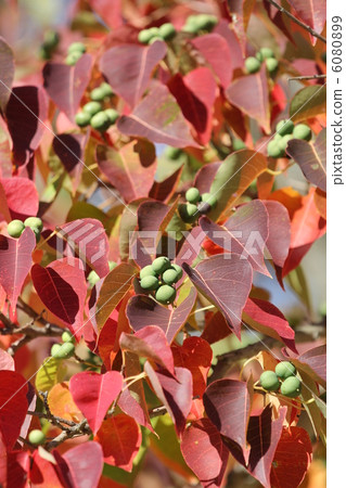 Nankinhase的果實 6080899